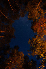Fototapeta na wymiar Bottom view of the starry sky in the night forest