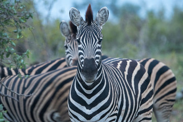 Zebra (equus quagga) in grassland in the Timbavati Reserve, South Africa