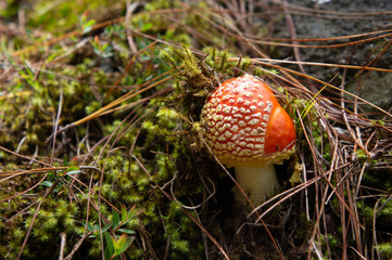 Hongo de amanita