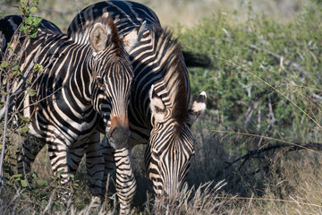 Fototapeta na wymiar Zebra (equus quagga) in grassland in the Timbavati Reserve, South Africa