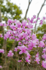 Fototapeta na wymiar Rhododendron Reticulatum Flower
