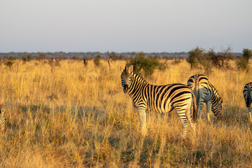 Fototapeta na wymiar Zebra (Equus quagga) in the golden light of sunset in the Madikwe Reserve, South Africa