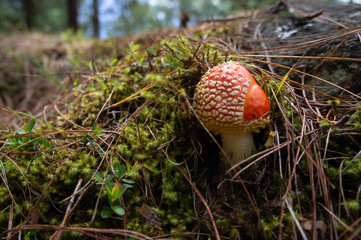 Hongo de amanita