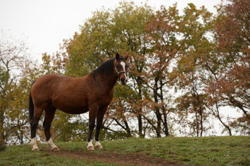 Herbst auf der Pferdekoppel. Braunes Pferd auf der Weide