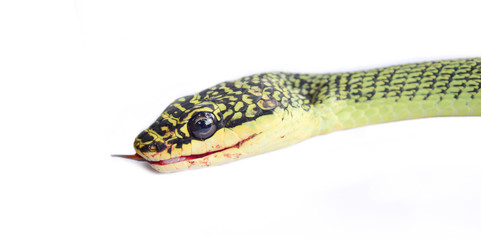 Green Bush Rat Snake 