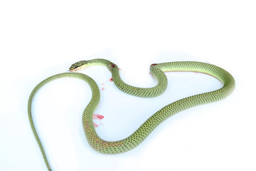 Green pit viper bites on white background ,Snake of Thailand