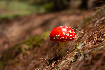 Hongo de amanita