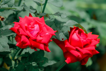 Red rose flower blooming in roses garden