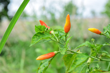 Chilli tree