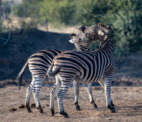 Zebras (Equus quagga) fighting in grassland in the Madikwe Reserve, South Africa