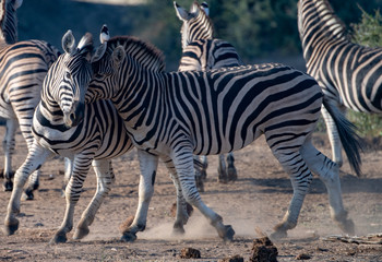 Fototapeta na wymiar Zebras (Equus quagga) fighting in grassland in the Madikwe Reserve, South Africa
