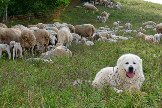 Pyren&auml;enberghund / Patou / Chien de Montagne des Pyr&eacute;n&eacute;es / Great Pyrenees / Pyrenean Mountain Dog