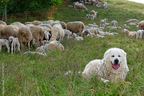 Pyrenäenberghund Patou Chien De Montagne Des Pyrénées