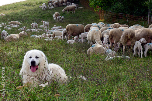 Pyrenäenberghund Patou Chien De Montagne Des Pyrénées