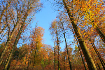 Blue sky through the autumn leaves.