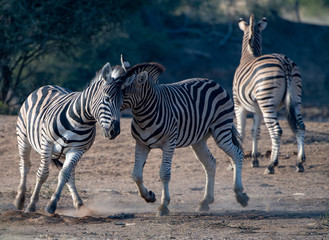 Obraz premium Zebras (Equus quagga) fighting in grassland in the Madikwe Reserve, South Africa