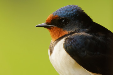 Portrait of  Barn Swallow with green background
