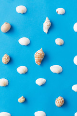 sealife and summer concept - different sea shells on blue background
