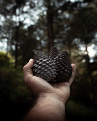 Piñas de pino en bosque