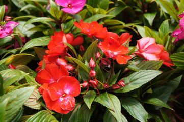 Varieties of impatiens flowers are planted in the plant nursery and are blooming.