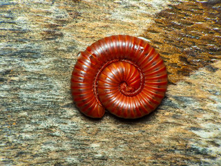 Millipedes on green leaves.red millipede in defensive coil on a green leaf
