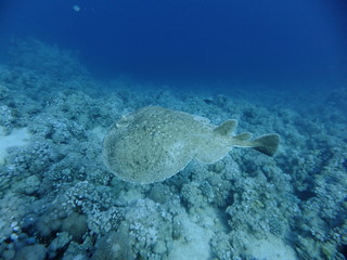 Leopard Torpedo Ray - Torpedo Panthera