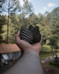 Piñas de pino en bosque