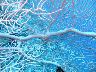 Longnose Hawkfish - Oxycirrhites Typus