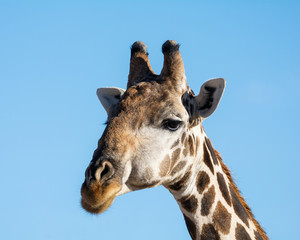 Fototapeta premium Giraffe Portrait