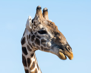Giraffe Portrait