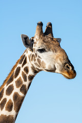 Giraffe Portrait