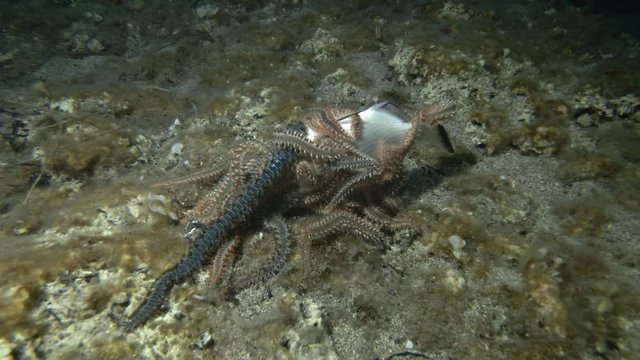  Group of fireworms eat dead fish. Bearded Fireworm (Hermodice carunculata) Underwater shot. Mediterranean Sea, Europe.