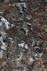 Plantes et lichens sur sol rocheux