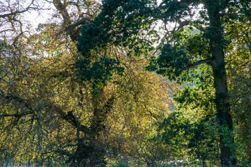 Autumn trees with colourful leave in the countryside near Shenington, Oxfordshire
