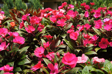 Fototapeta na wymiar Varieties of impatiens flowers are planted in the plant nursery and are blooming.