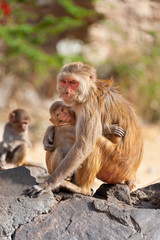 Fototapeta premium Mother monkey (Rhesus macaque) hugging her baby with another young monkey in the background
