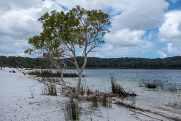 Lake Boomajin on Fraser Island Queensland on a clear sunny day with white clouds