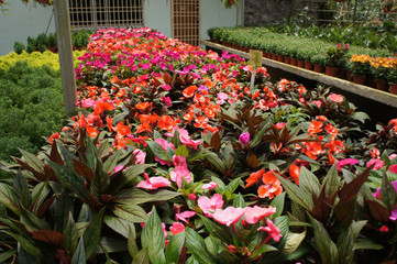 Varieties of impatiens flowers are planted in the plant nursery and are blooming.