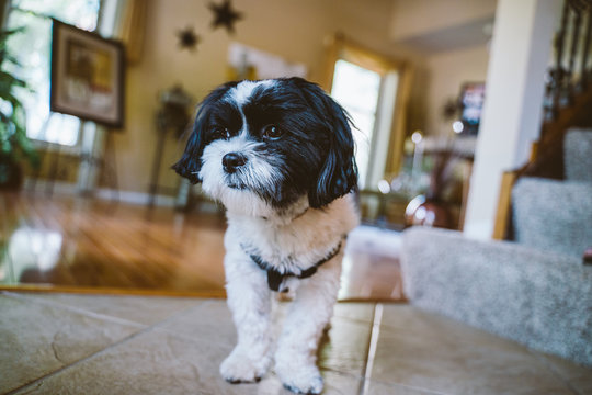 Shih Tzu Mix Dog at Home