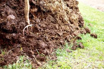Pitchfork in manure. Agricultural works on a kitchen garden