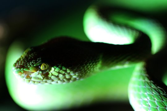 green python snake
