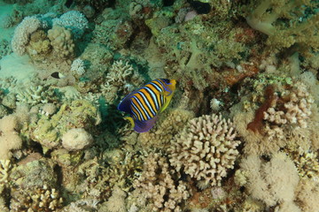 Regal Angelfish - Pygoplites Discanthus