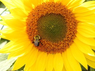 A drone on a sunflower flower