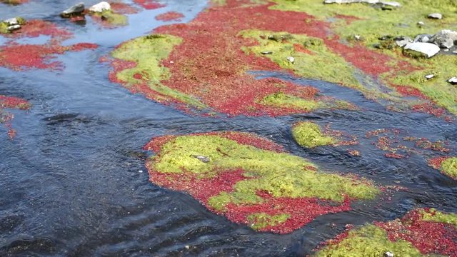colorful red azolla floating of the river at winter at Wujie , Nantou, Taiwan