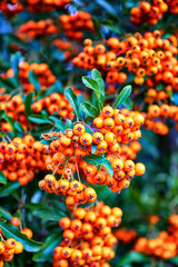 Sorbus aria ripe orange fruits in autumn with blurred background.
