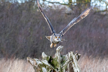 Eurasian Eagle Owl (Bubo bubo) flying over a meadow in Gloucestershire