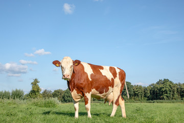 Fototapeta na wymiar Red and white cow, breed of cattle holstein standing in the middle of a green meadow with a blue sky with clouds and trees at the horizon, in the Netherlands.