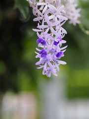 Sandpaper Vine. Purple Wreath. flower bunch purple bouquet of five petals, like a five pointed petal