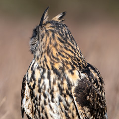 Portrait of an Eurasian Eagle Owl (Bubo bubo)