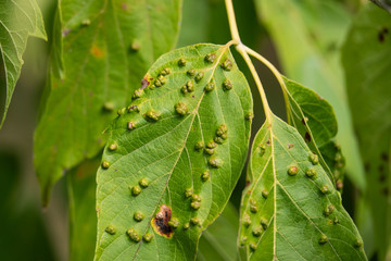 Box Elder Pouch Galls in Summer